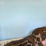 Бенгальский котёнок питомника Viola Alba, фотография 2