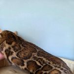 Бенгальский котёнок питомника Viola Alba, фотография 3