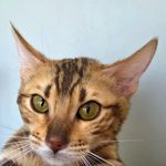 Бенгальский котёнок питомника Viola Alba, фотография 1