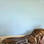 Бенгальский котёнок питомника Viola Alba, фотография 3