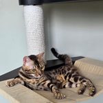 Бенгальский котёнок питомника Viola Alba, фотография 4
